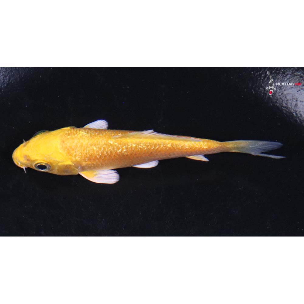 3” Imported Gin Rin Yamabuki Ogon