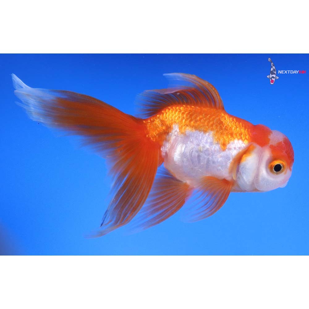 4.5” Imported Red and White Oranda