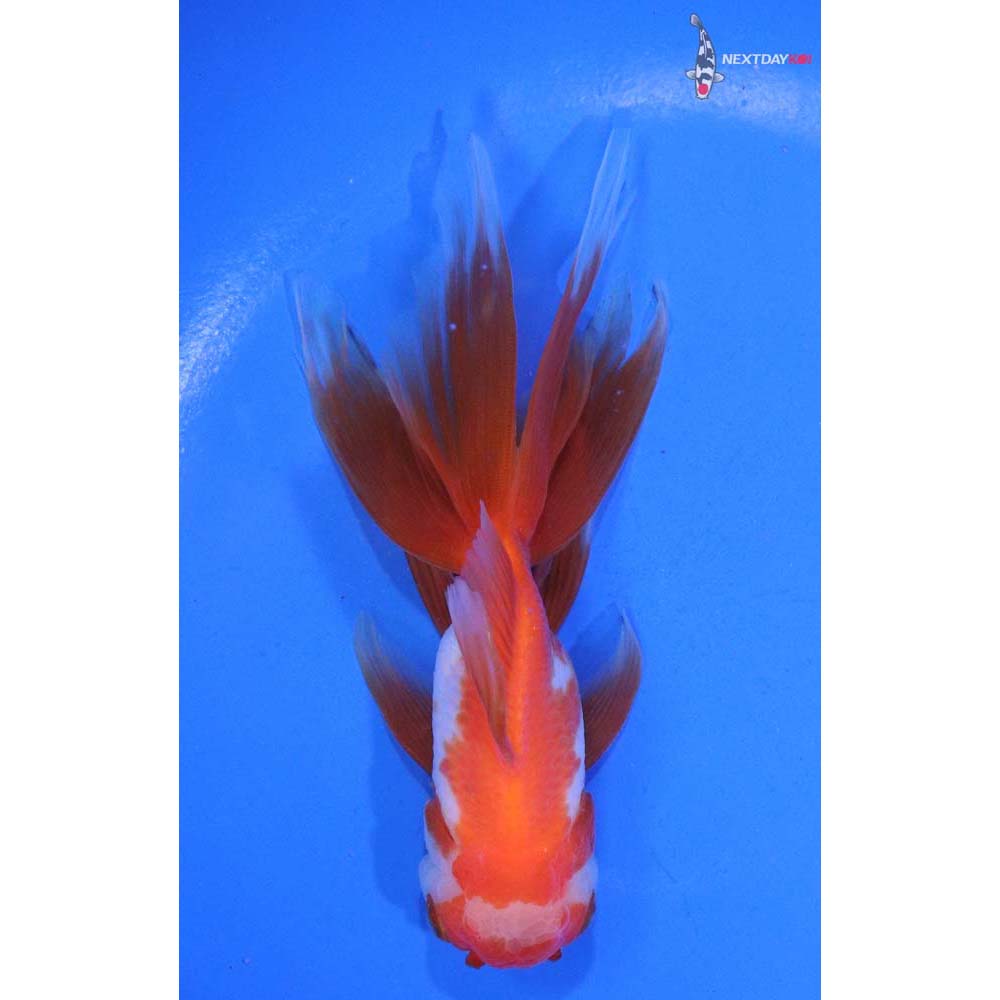 4.5” Imported Red and White Oranda