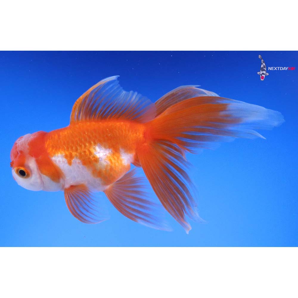 4.5” Imported Red and White Oranda