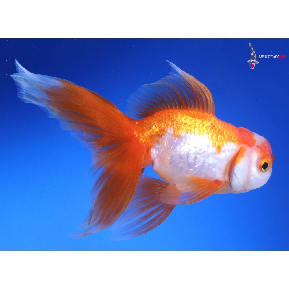 4.5” Imported Red and White Oranda