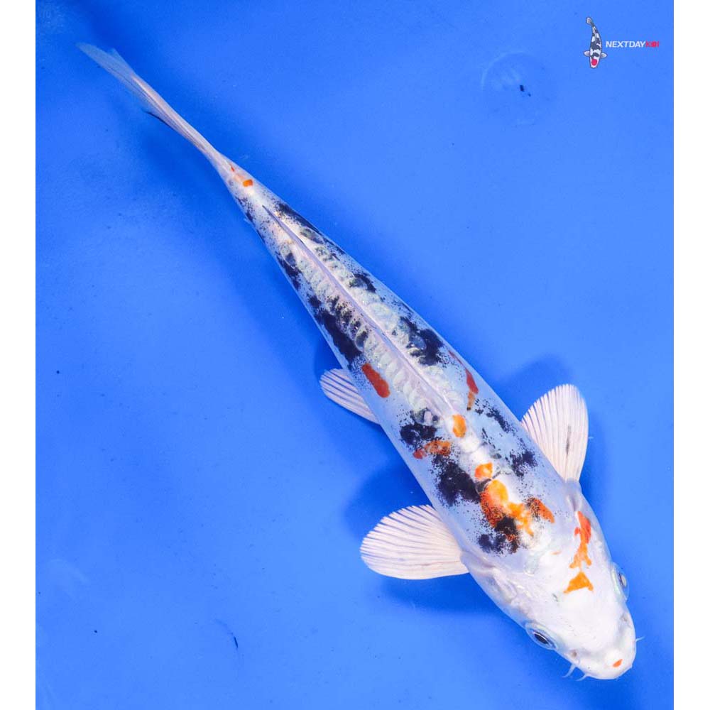 7.5” Imported Heisei Nishiki