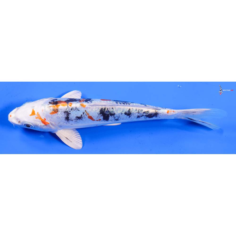 7.5” Imported Heisei Nishiki