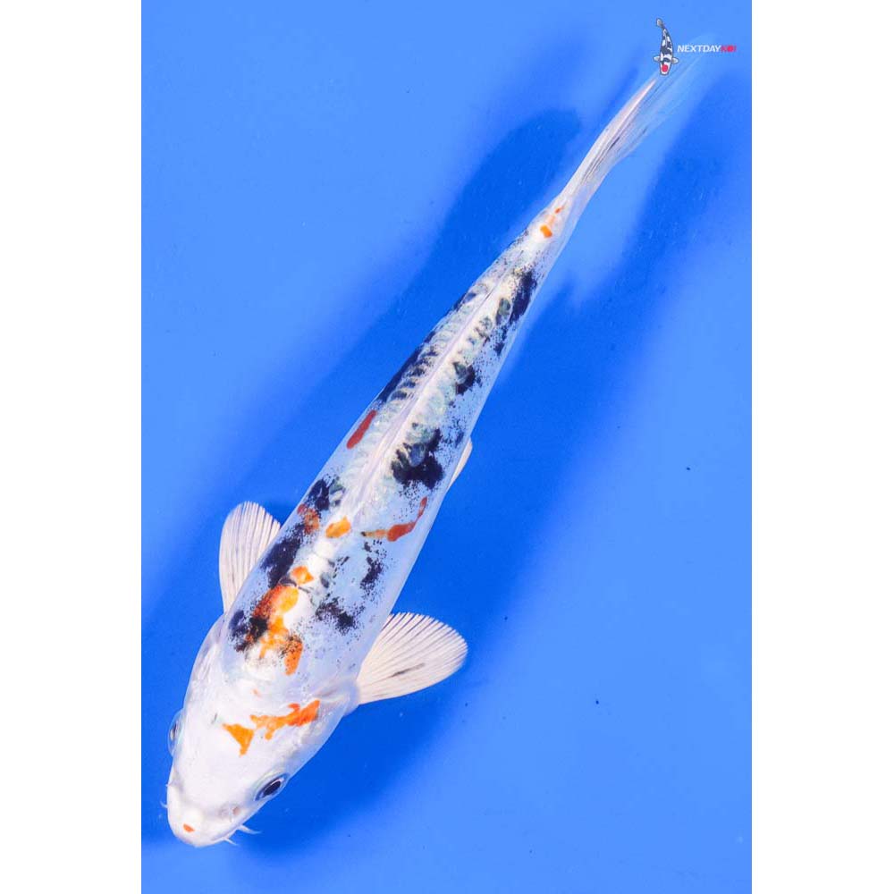 7.5” Imported Heisei Nishiki