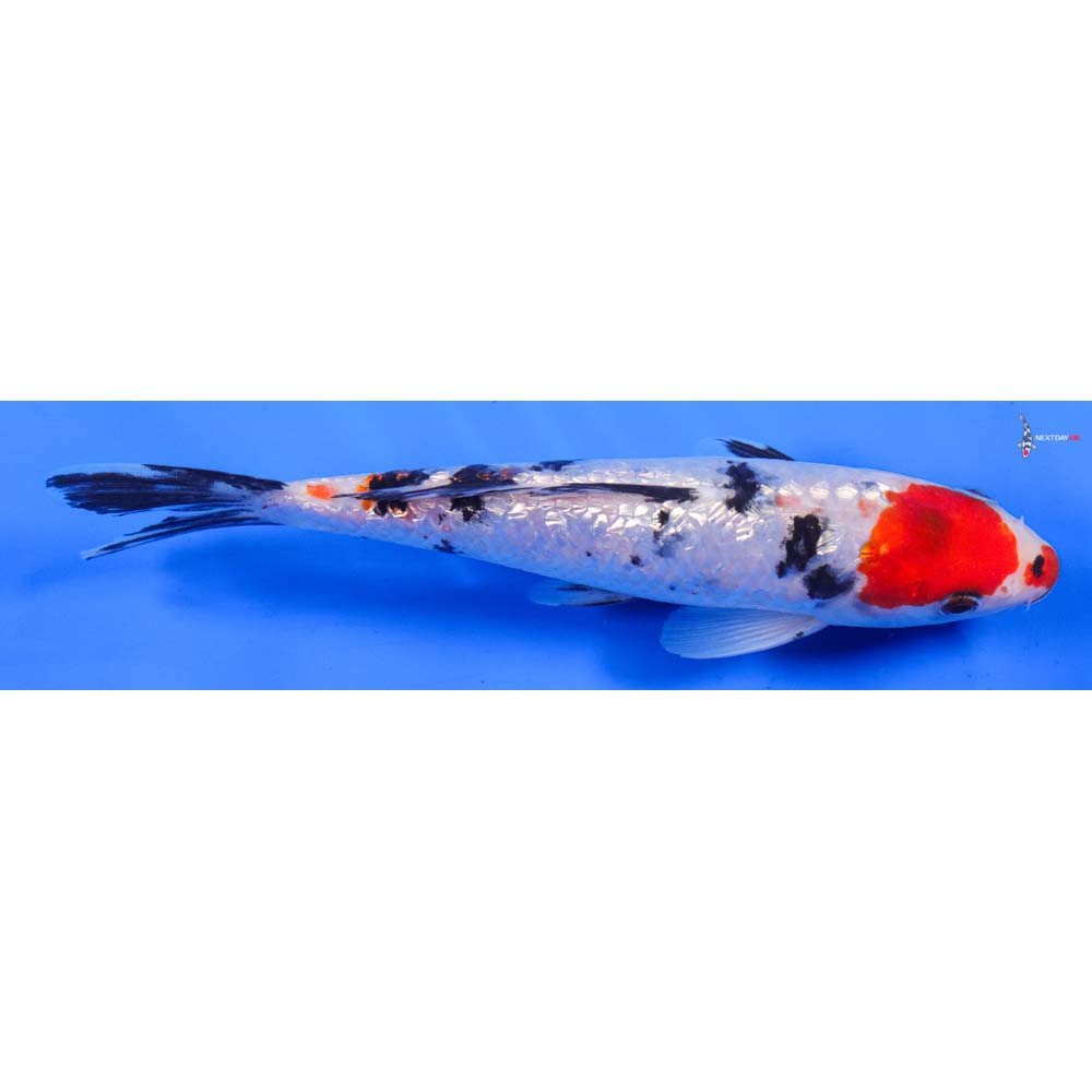 7.5” Imported Gin Rin Sanke