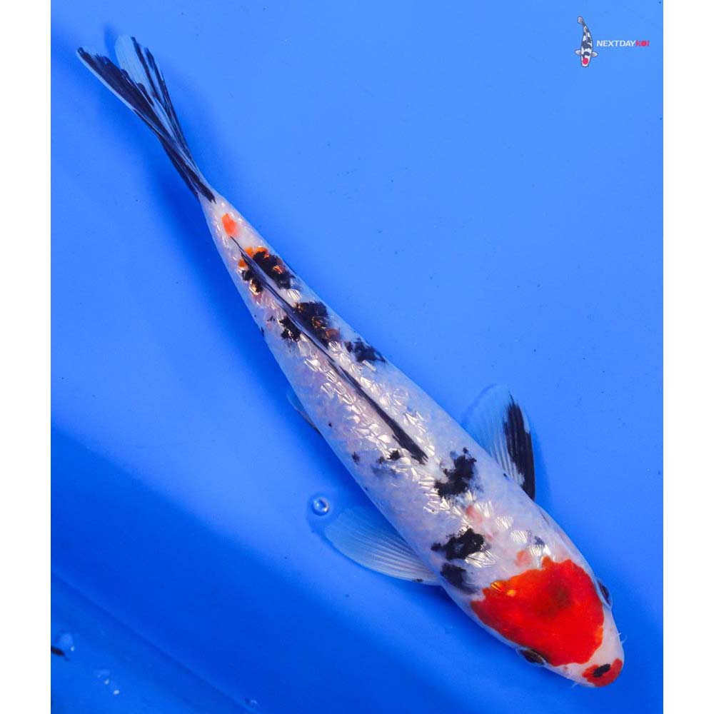 7.5” Imported Gin Rin Sanke