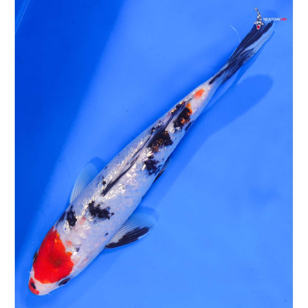 7.5” Imported Gin Rin Sanke