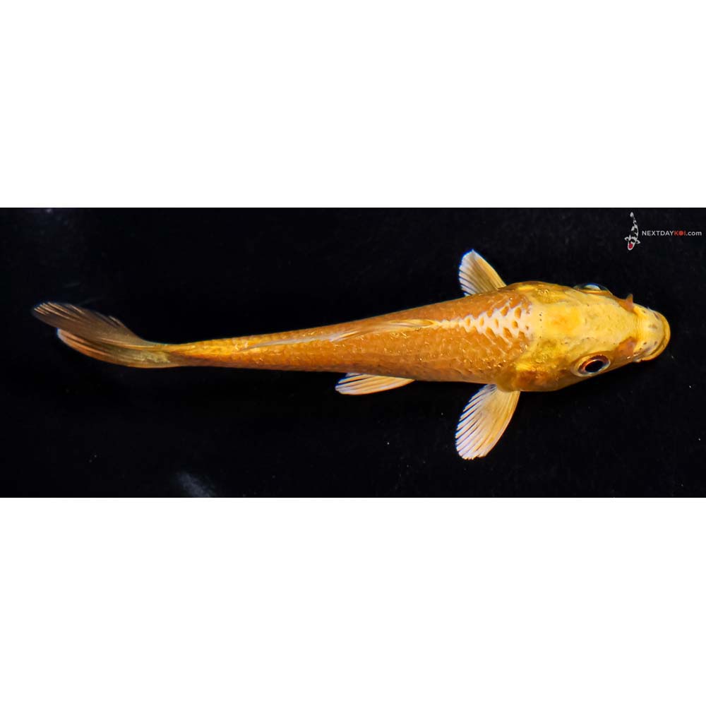 4” Imported Yamabuki Ogon