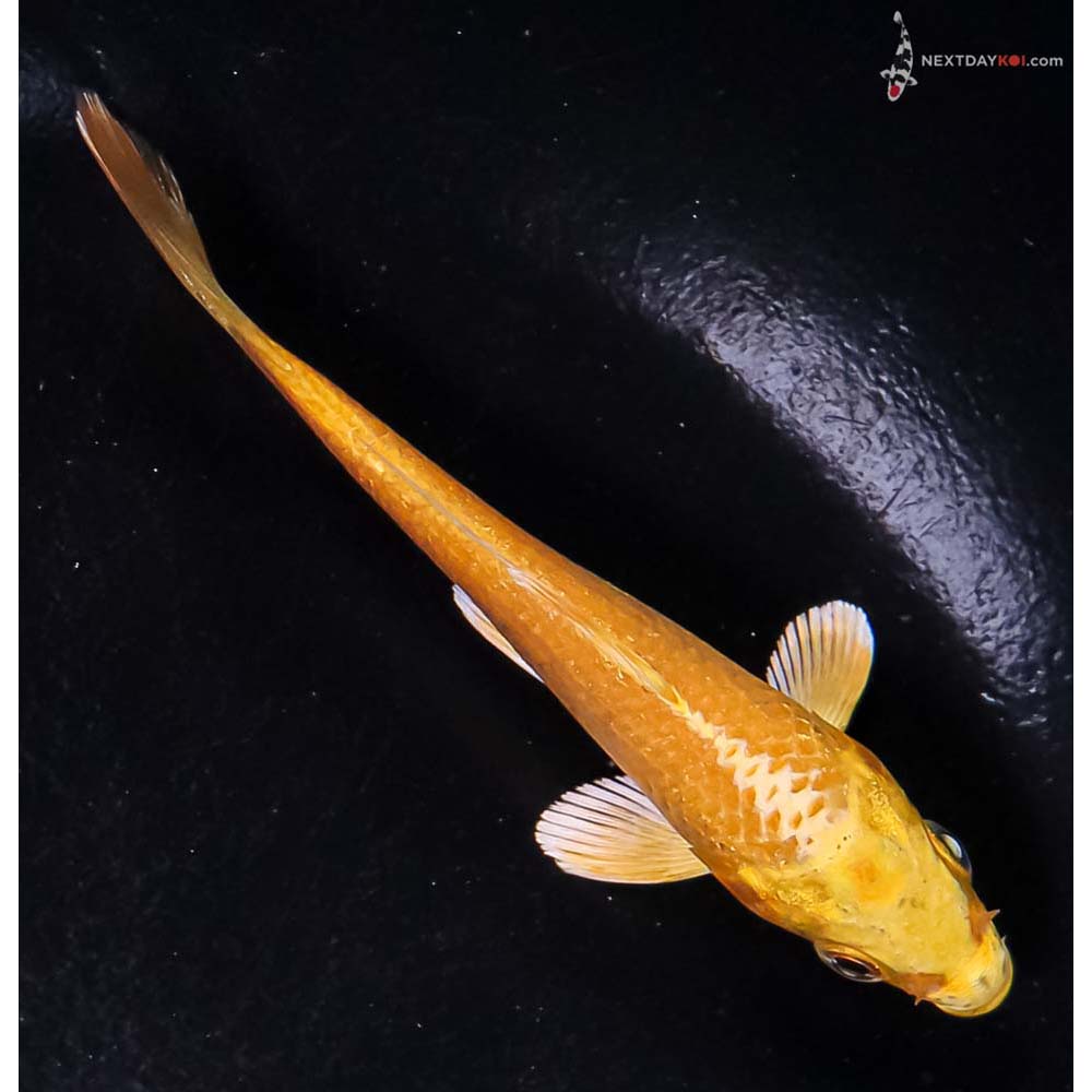 4” Imported Yamabuki Ogon