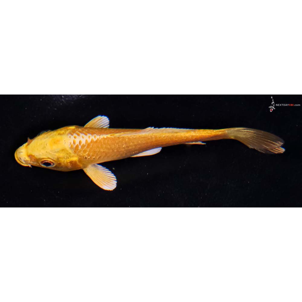 4” Imported Yamabuki Ogon