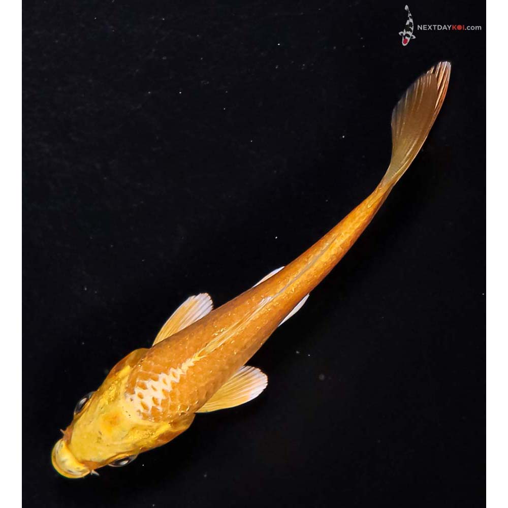 4” Imported Yamabuki Ogon