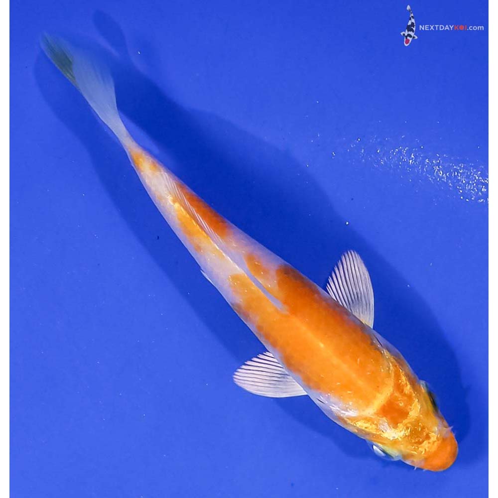 4” Imported Hariwake