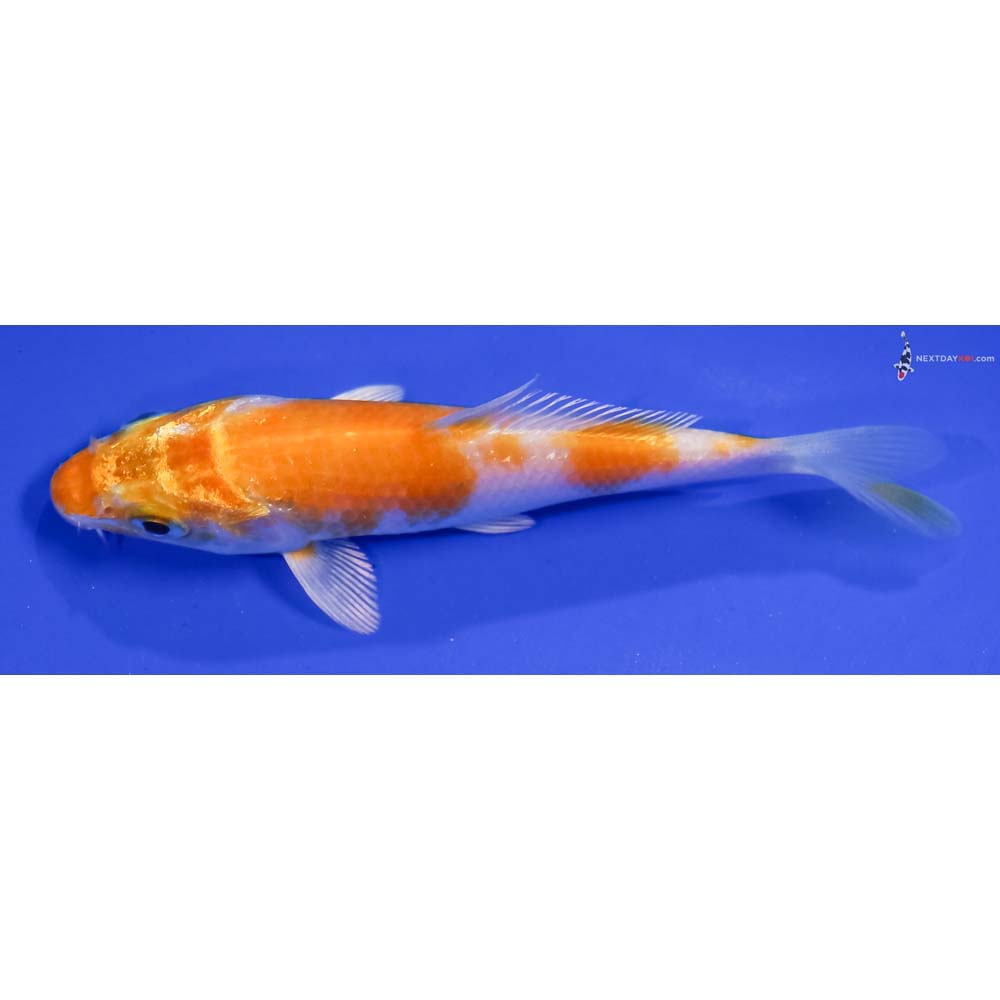 4” Imported Hariwake