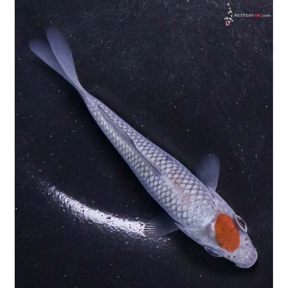 3.5” Imported Ochiba Shigure