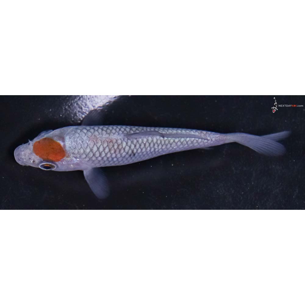 3.5” Imported Ochiba Shigure