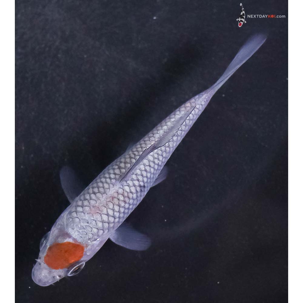 3.5” Imported Ochiba Shigure