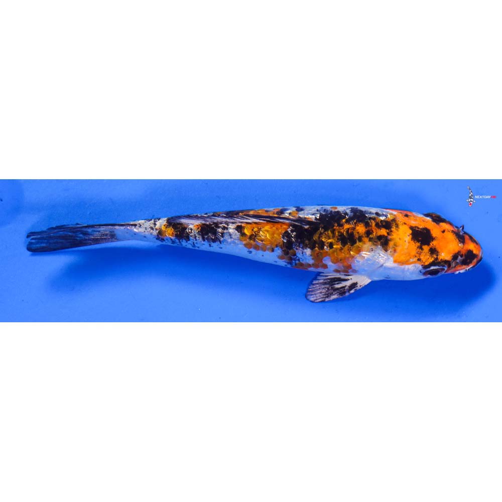 5” Imported Yamato Nishiki