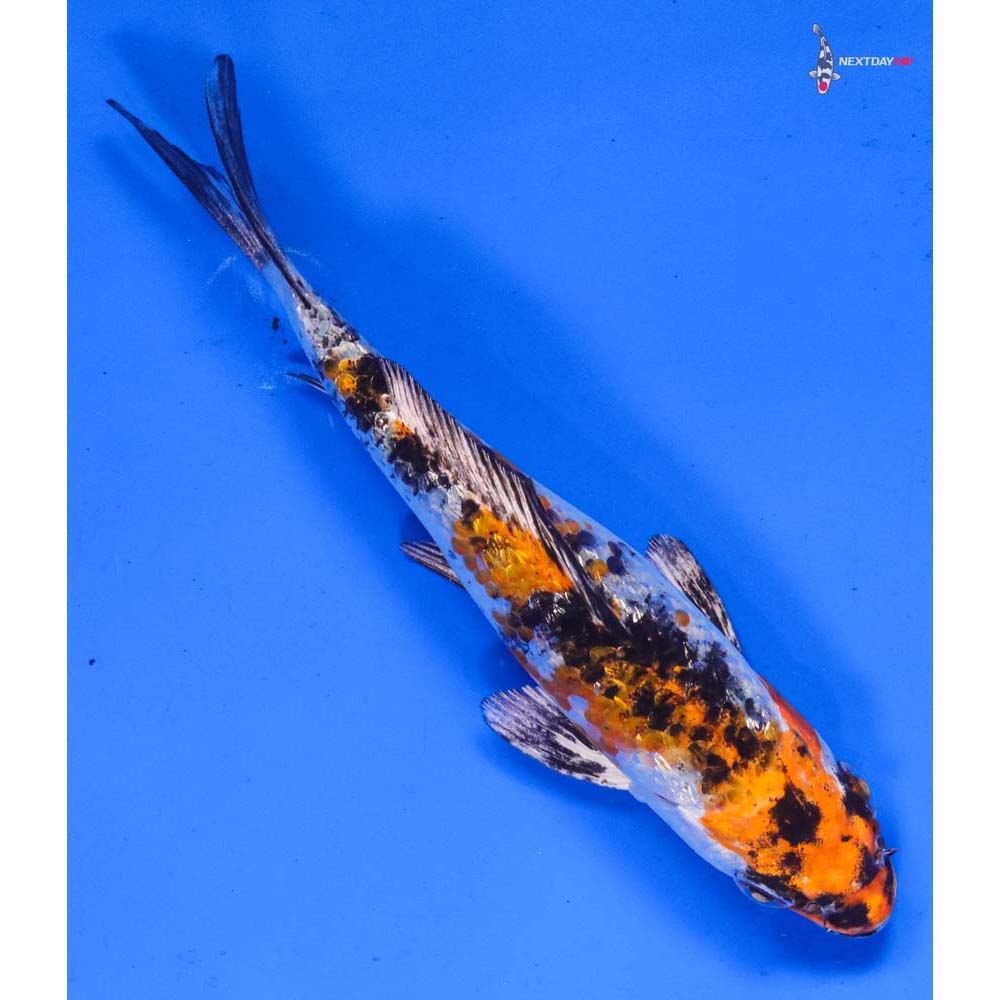 5” Imported Yamato Nishiki