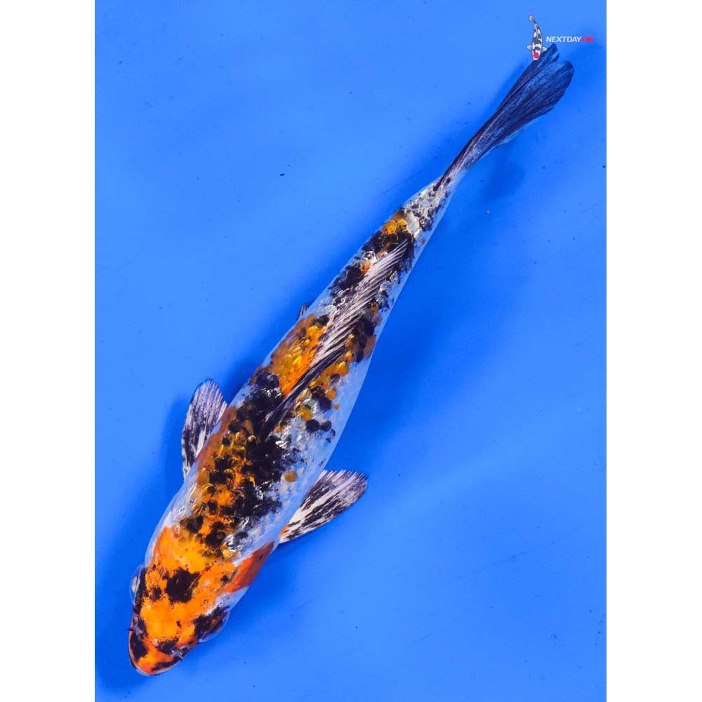 5” Imported Yamato Nishiki