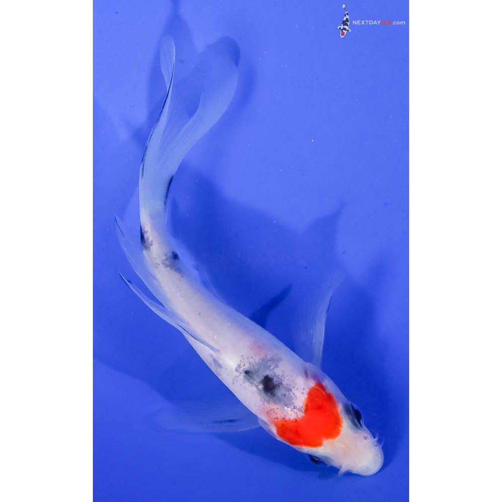 4” Imported Sanke Butterfly Koi