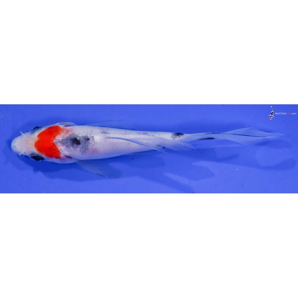 4” Imported Sanke Butterfly Koi
