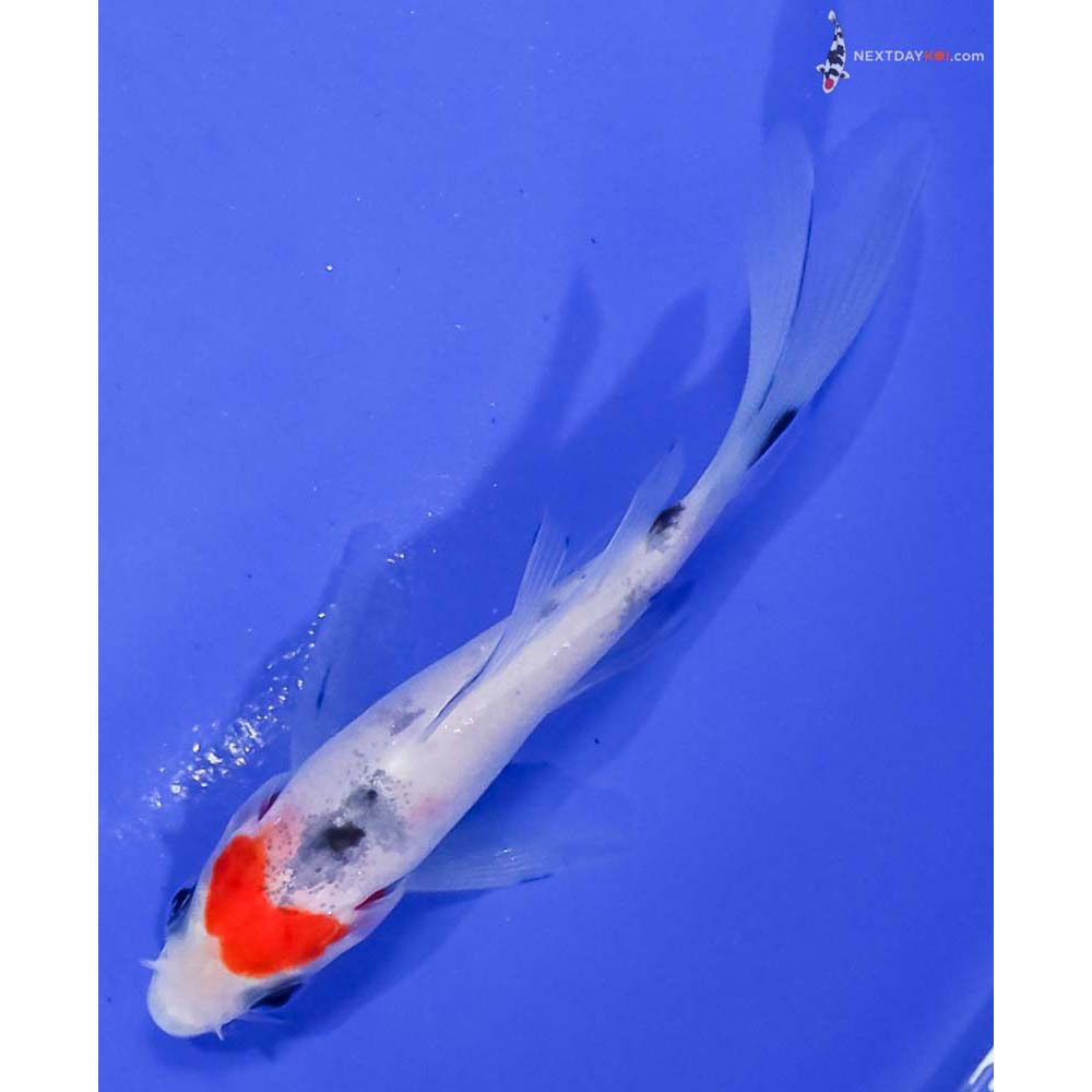4” Imported Sanke Butterfly Koi