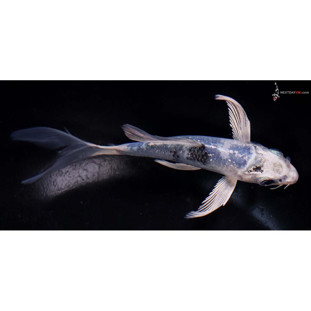 5” Imported Gin Shiro Utsuri Butterfly Koi