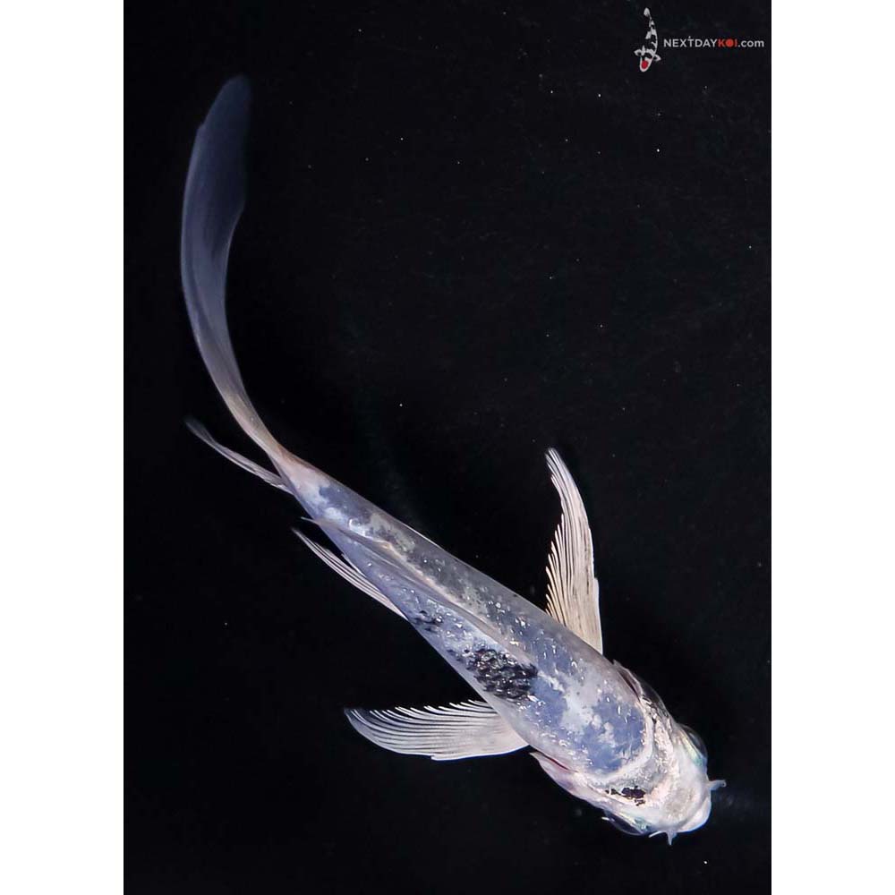5” Imported Gin Shiro Utsuri Butterfly Koi