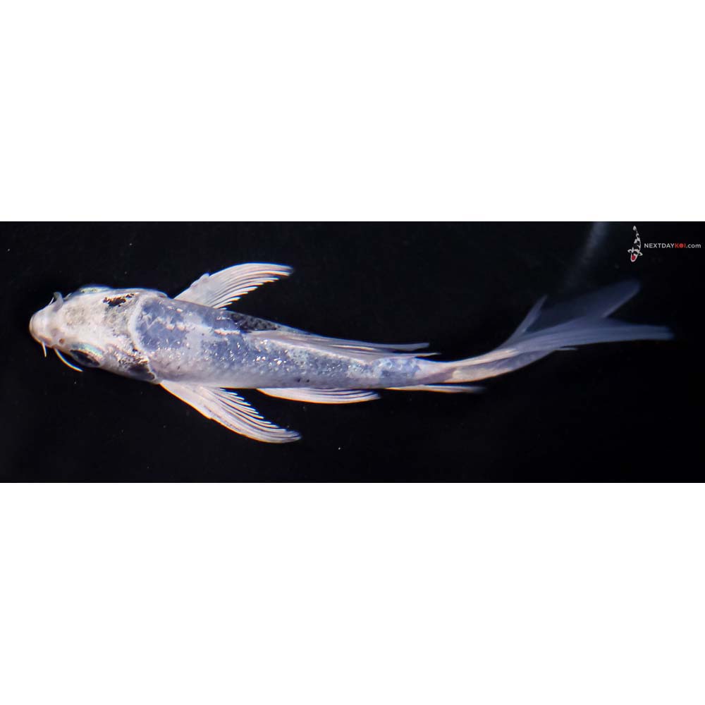 5” Imported Gin Shiro Utsuri Butterfly Koi