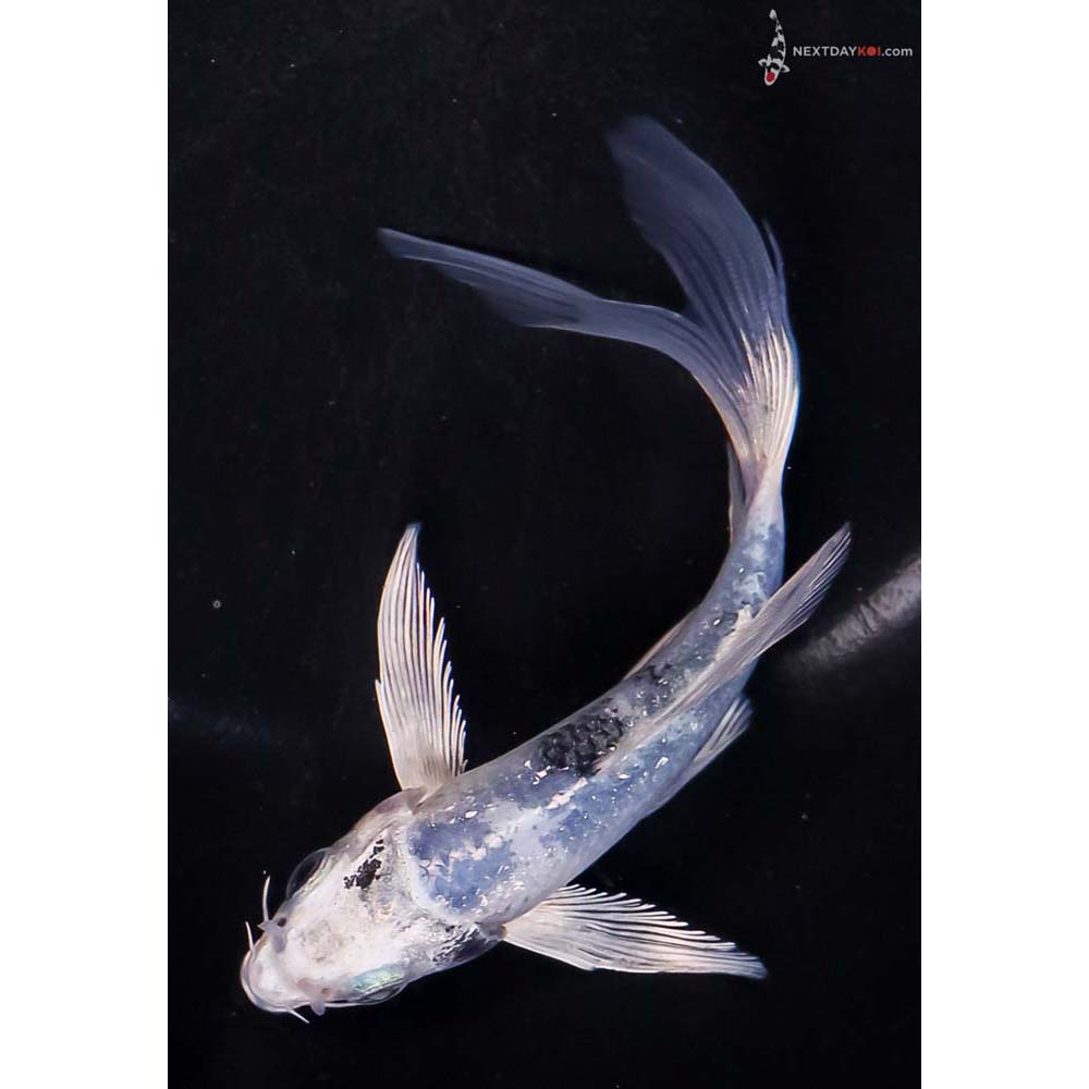 5” Imported Gin Shiro Utsuri Butterfly Koi