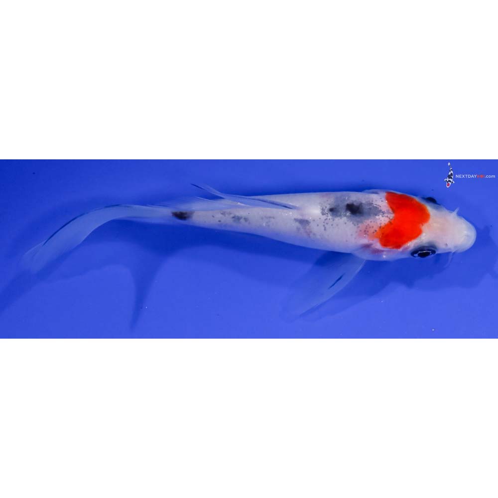 4” Imported Sanke Butterfly Koi
