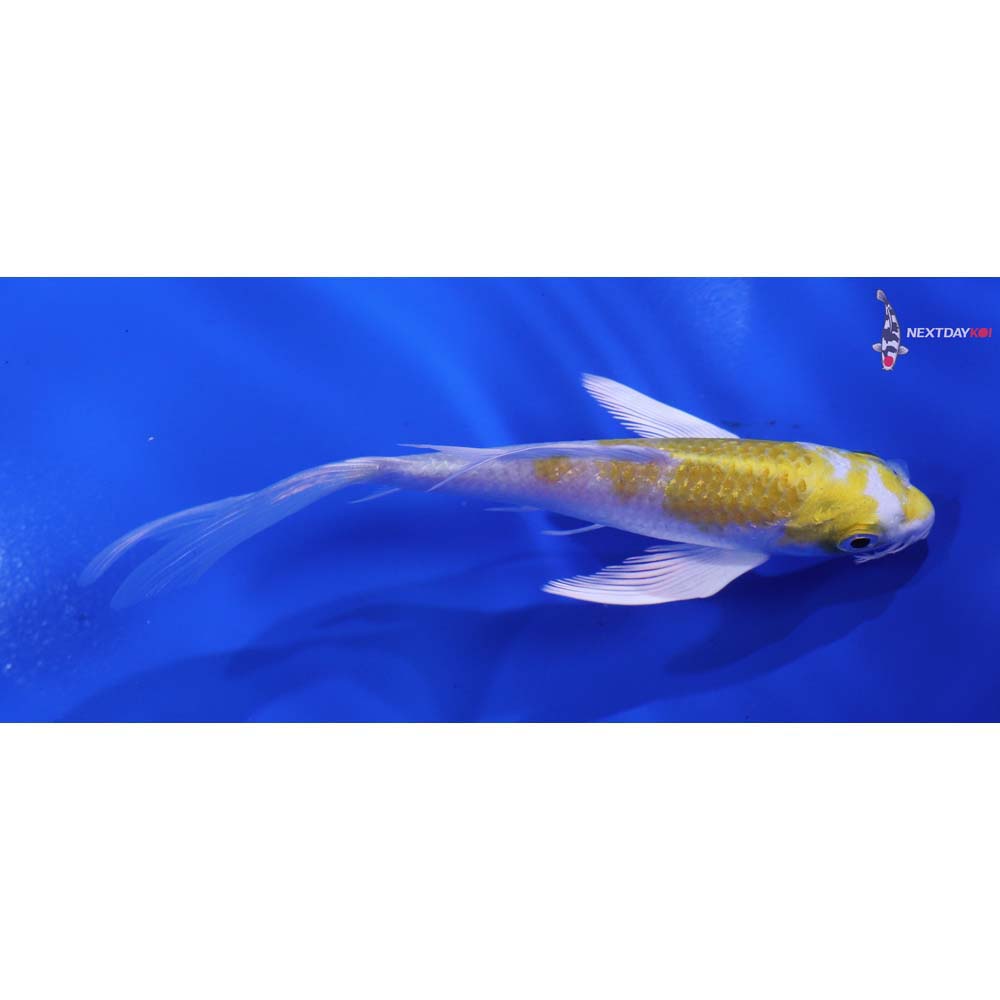 5” Imported Lemon Hariwake Butterfly Koi