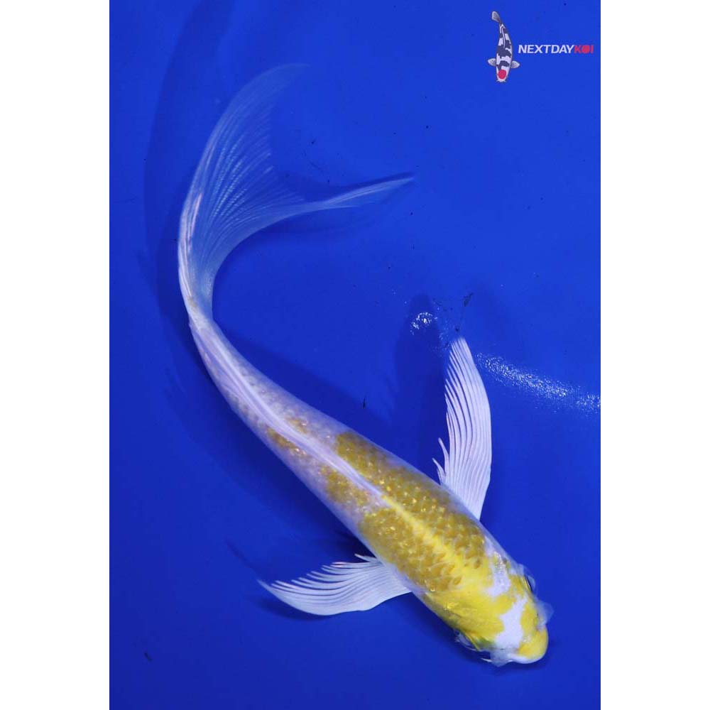 5” Imported Lemon Hariwake Butterfly Koi
