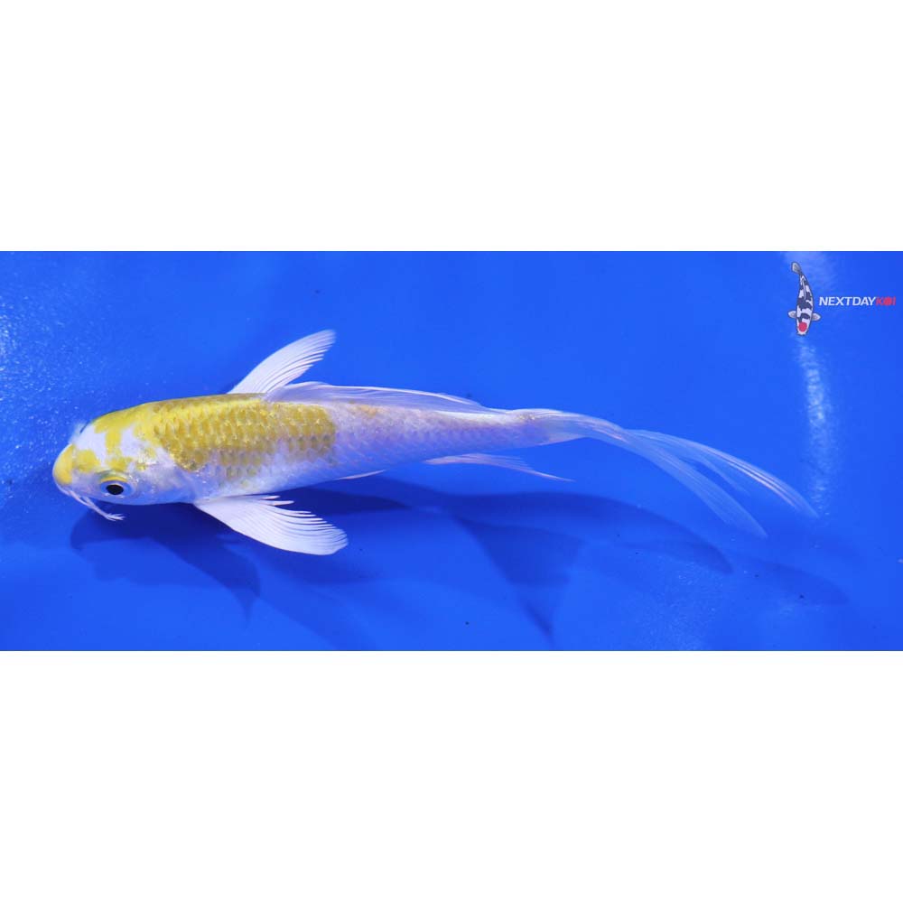 5” Imported Lemon Hariwake Butterfly Koi