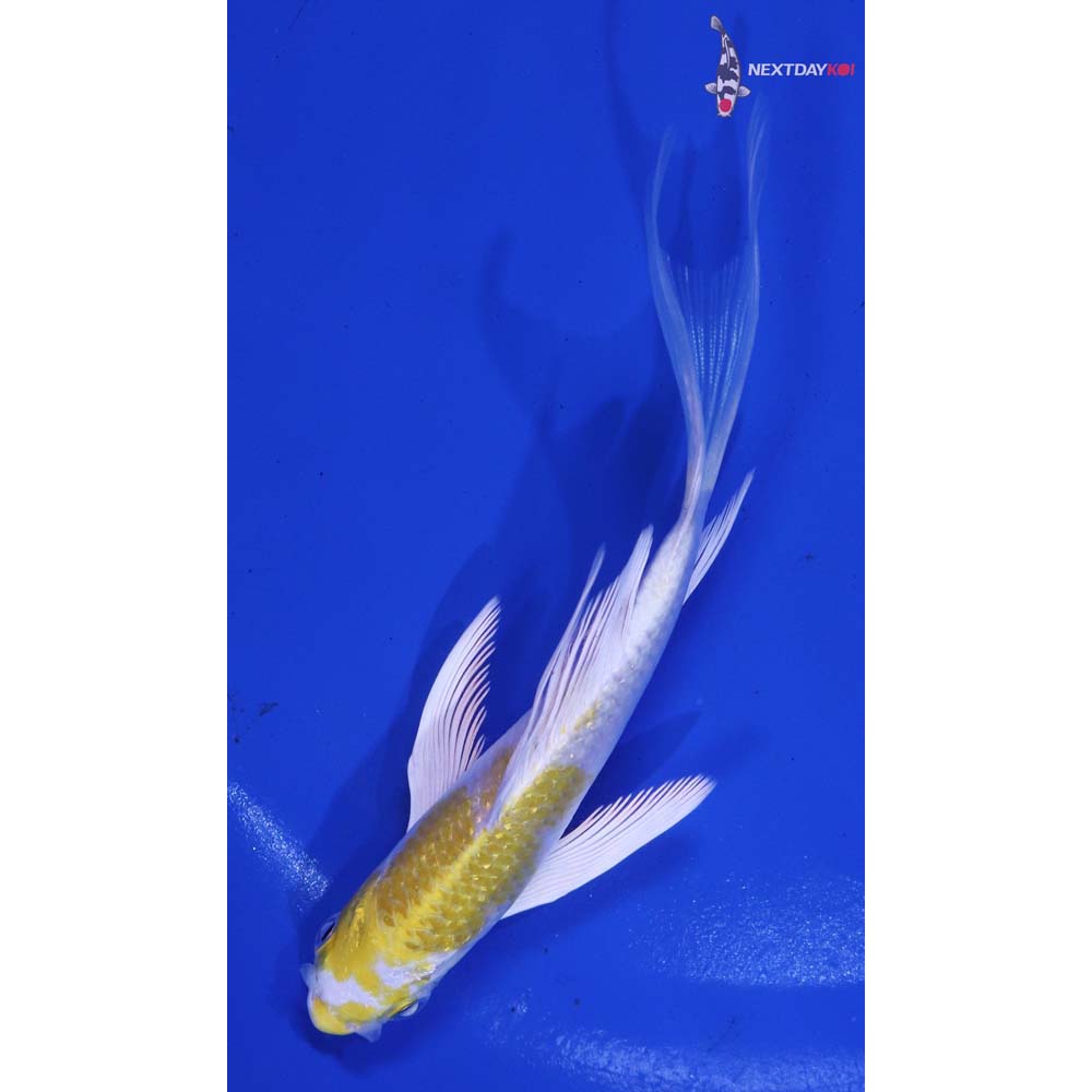 5” Imported Lemon Hariwake Butterfly Koi