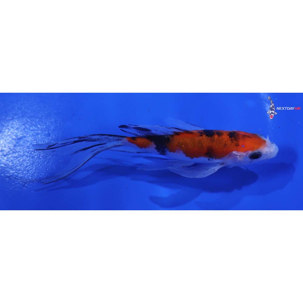 5” Imported Sanke Butterfly Koi