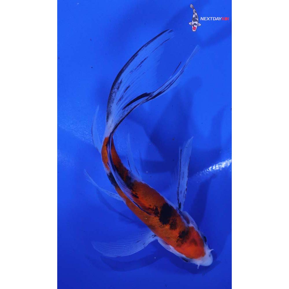 5” Imported Sanke Butterfly Koi