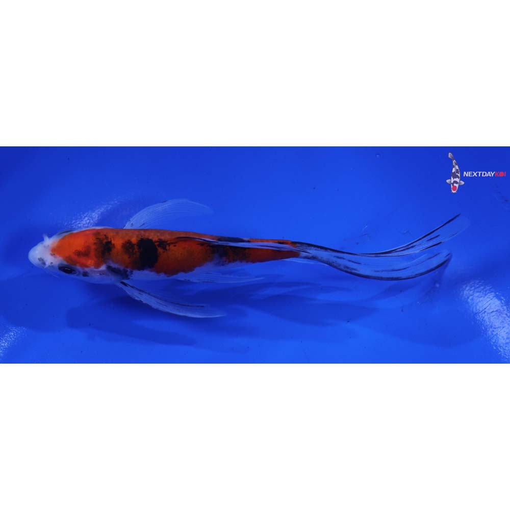 5” Imported Sanke Butterfly Koi