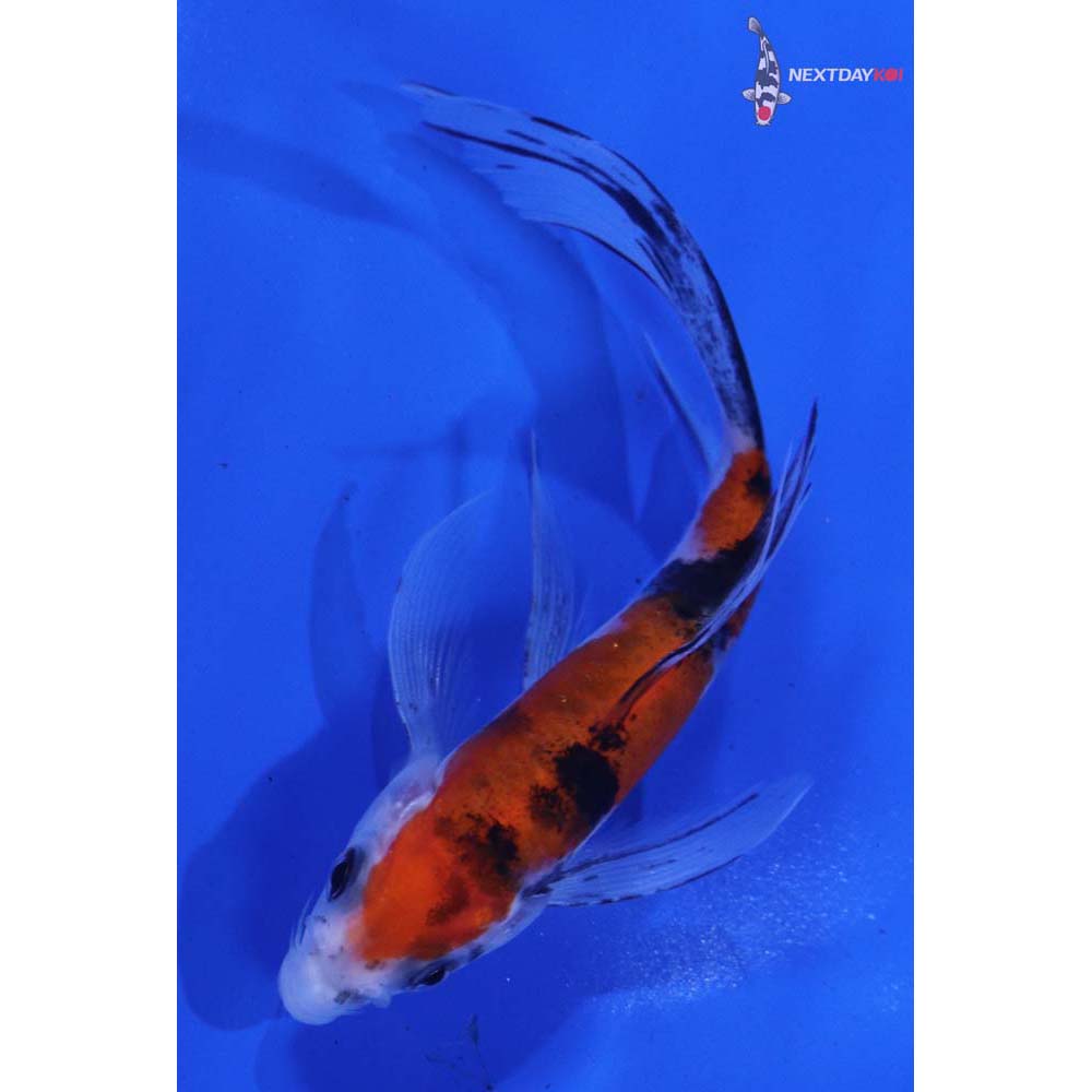 5” Imported Sanke Butterfly Koi