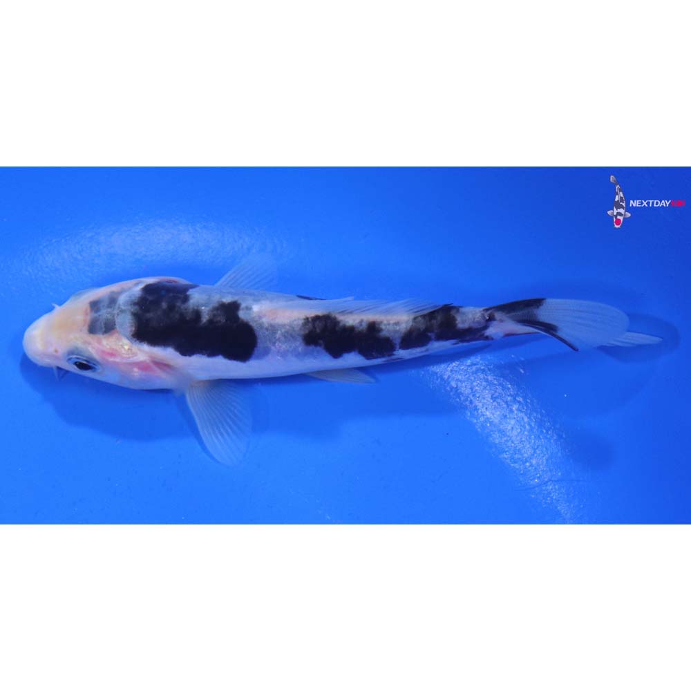 4” Imported Kumonryu