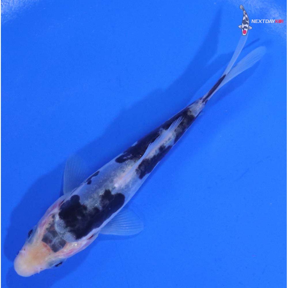 4” Imported Kumonryu