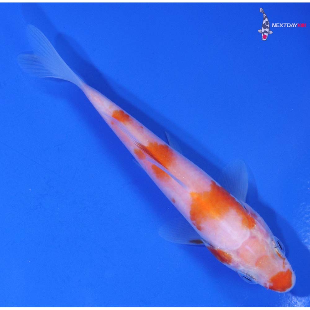 4” Imported Kohaku