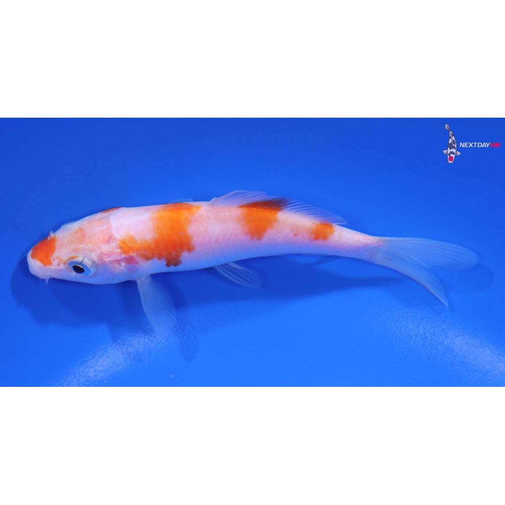 4” Imported Kohaku