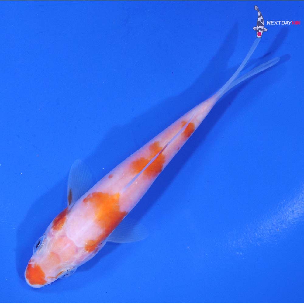 4” Imported Kohaku