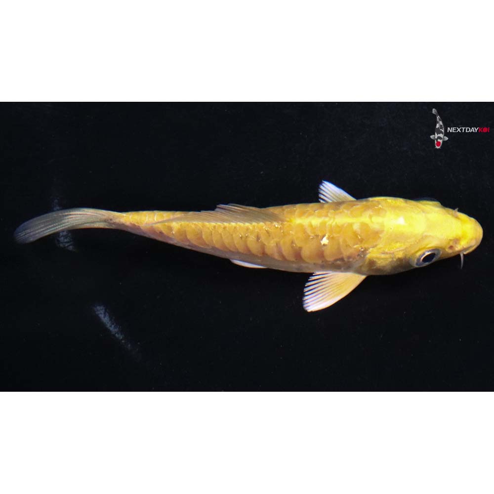 4” Imported Doitsu Yamabuki Ogon