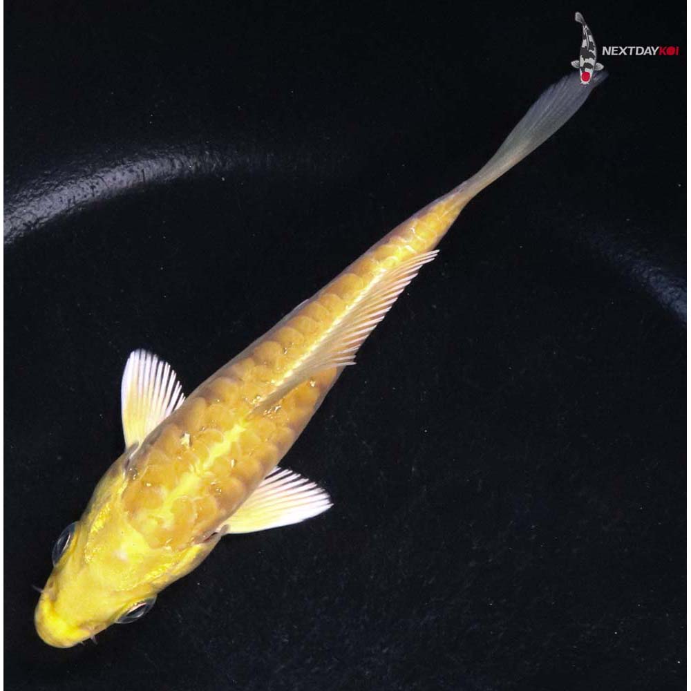 4” Imported Doitsu Yamabuki Ogon