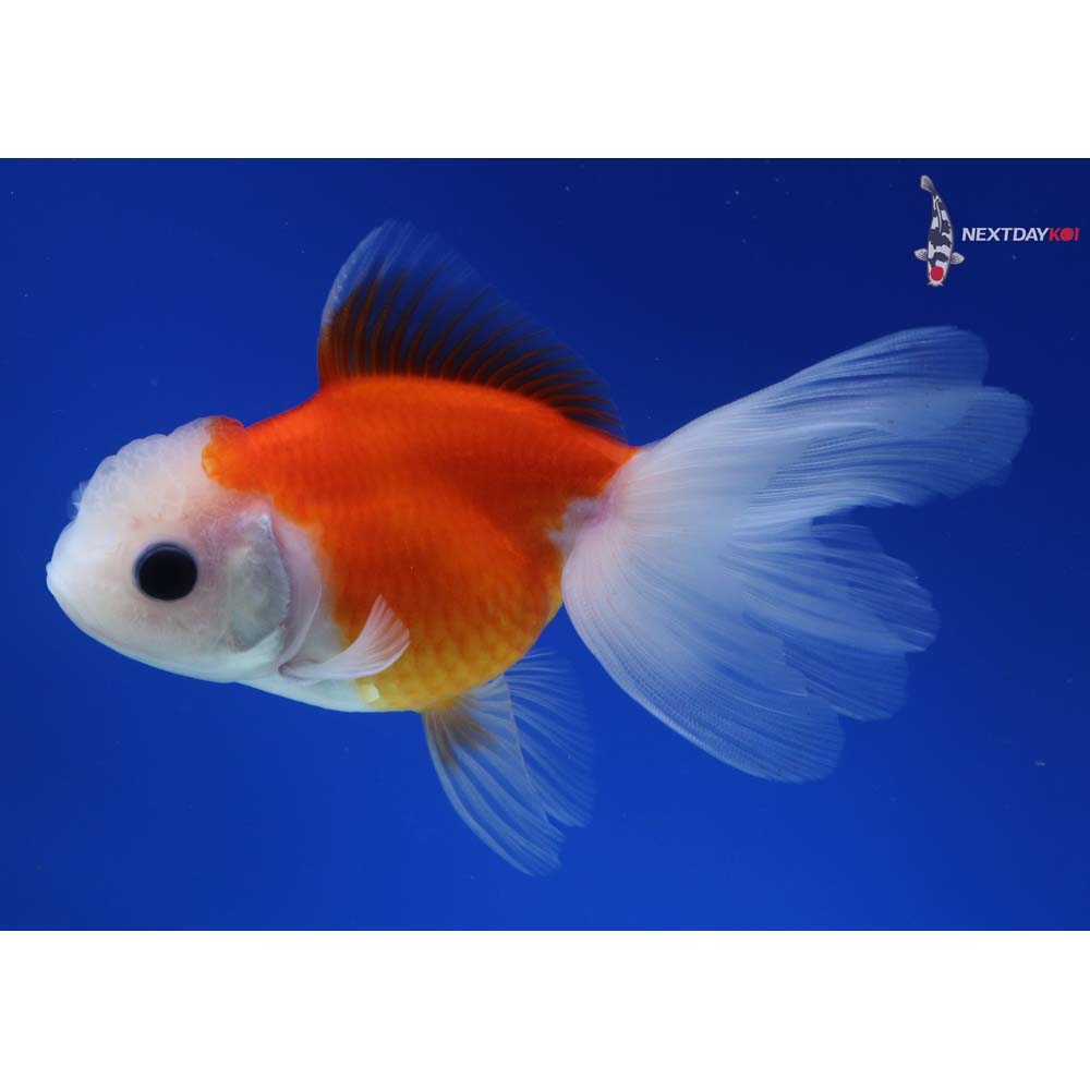 4” Imported Red and White Oranda