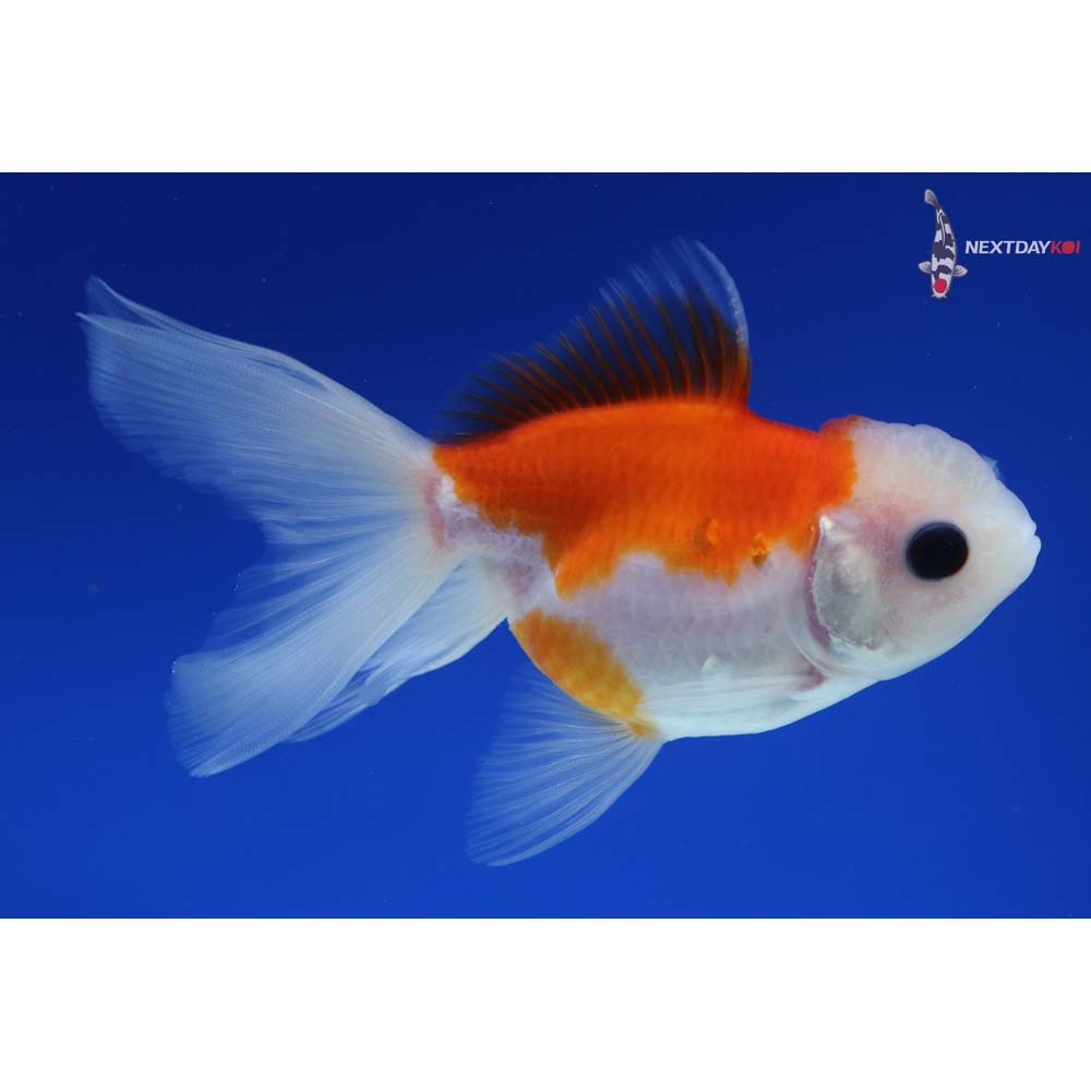 4” Imported Red and White Oranda