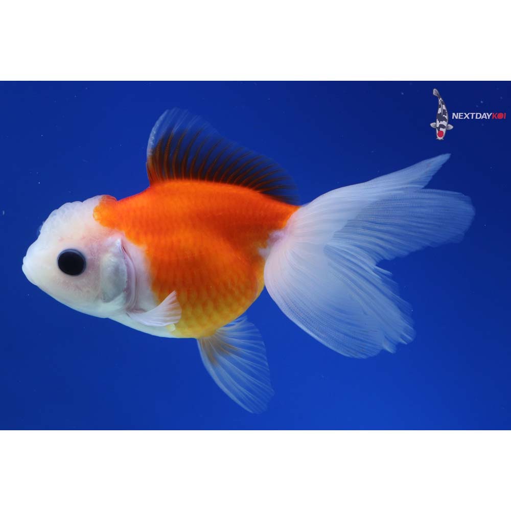 4” Imported Red and White Oranda