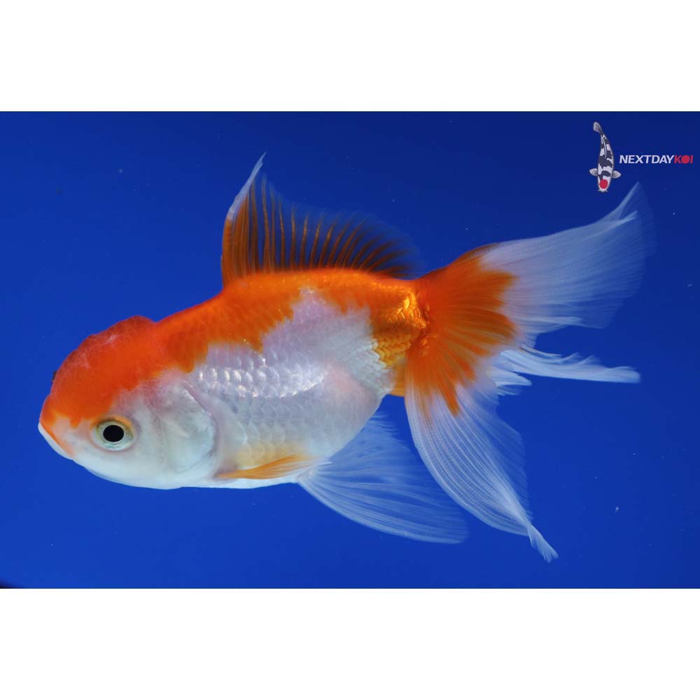 4.5” Imported Red and White Oranda